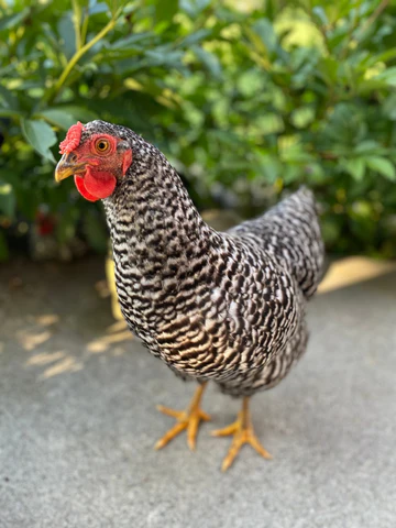 Dominique hens