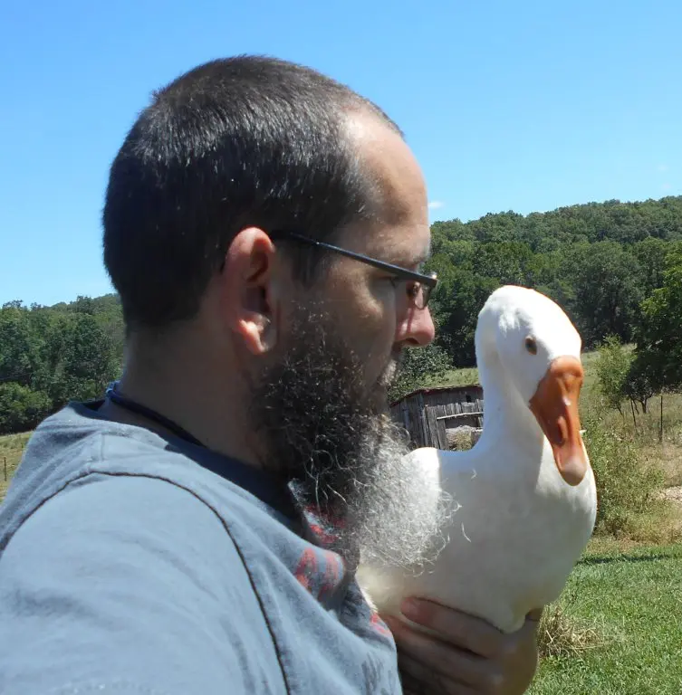 Buy purebred White Chinese single adult geese - Image 2