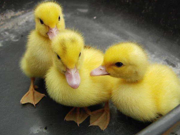 Buy live Duclair day-old ducklings - Image 2