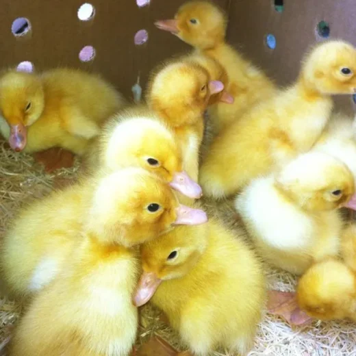Buy live Duclair day-old ducklings