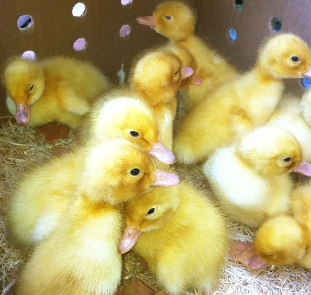 Buy live Duclair day-old ducklings