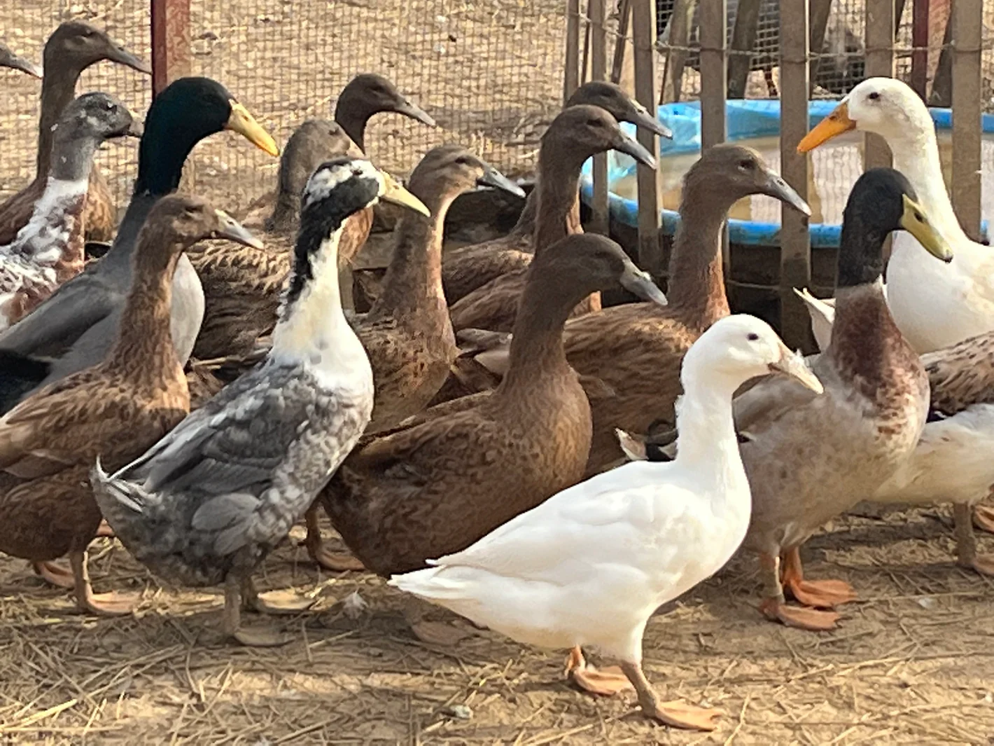 dutch hookbill ducks for sale - Image 2