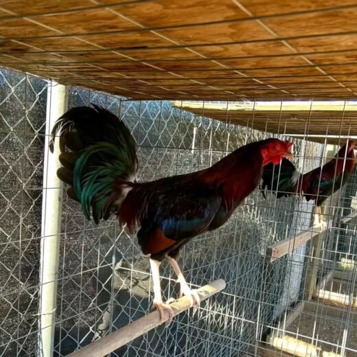 Robbie White Kelso gamefowl for sale