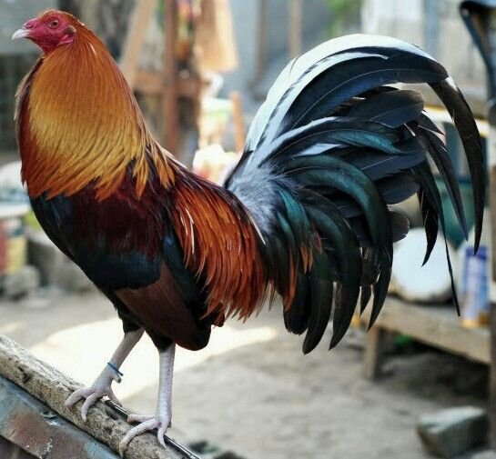 butcher game roosters for sale - Image 3