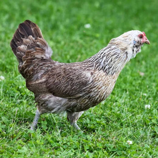 Easter Egger Bantam