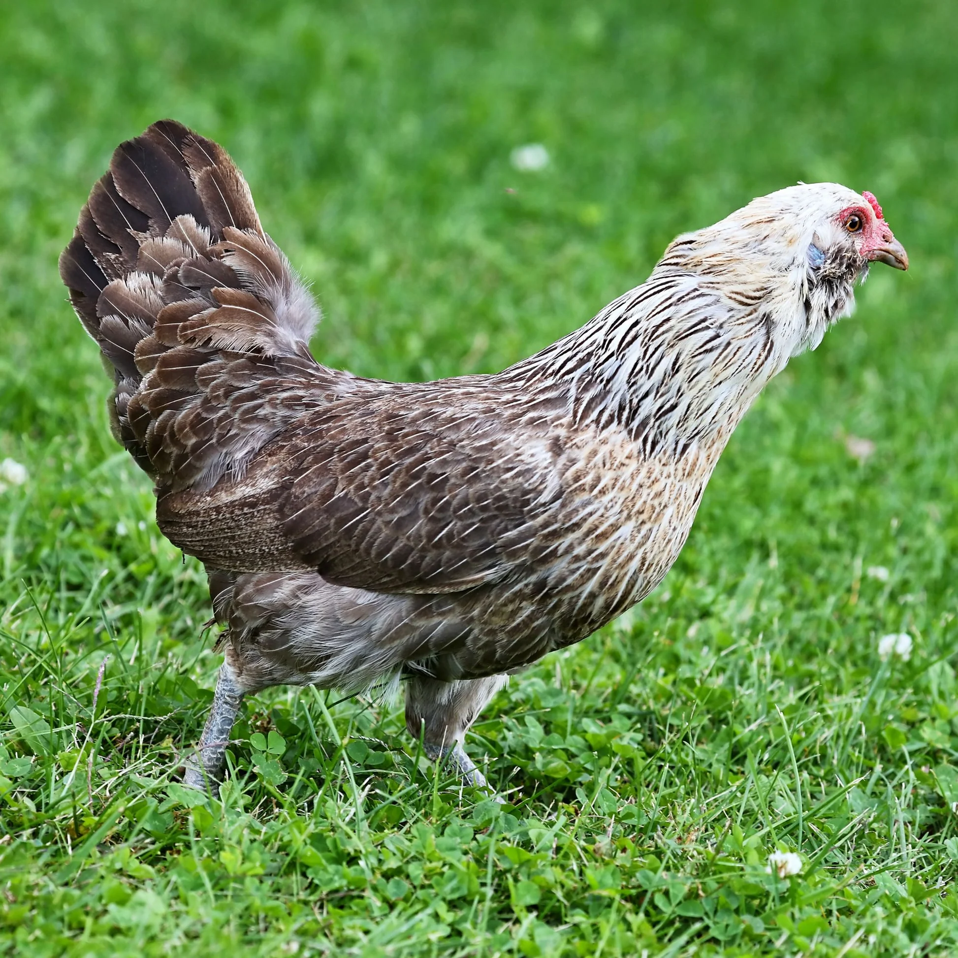 Easter Egger Bantam