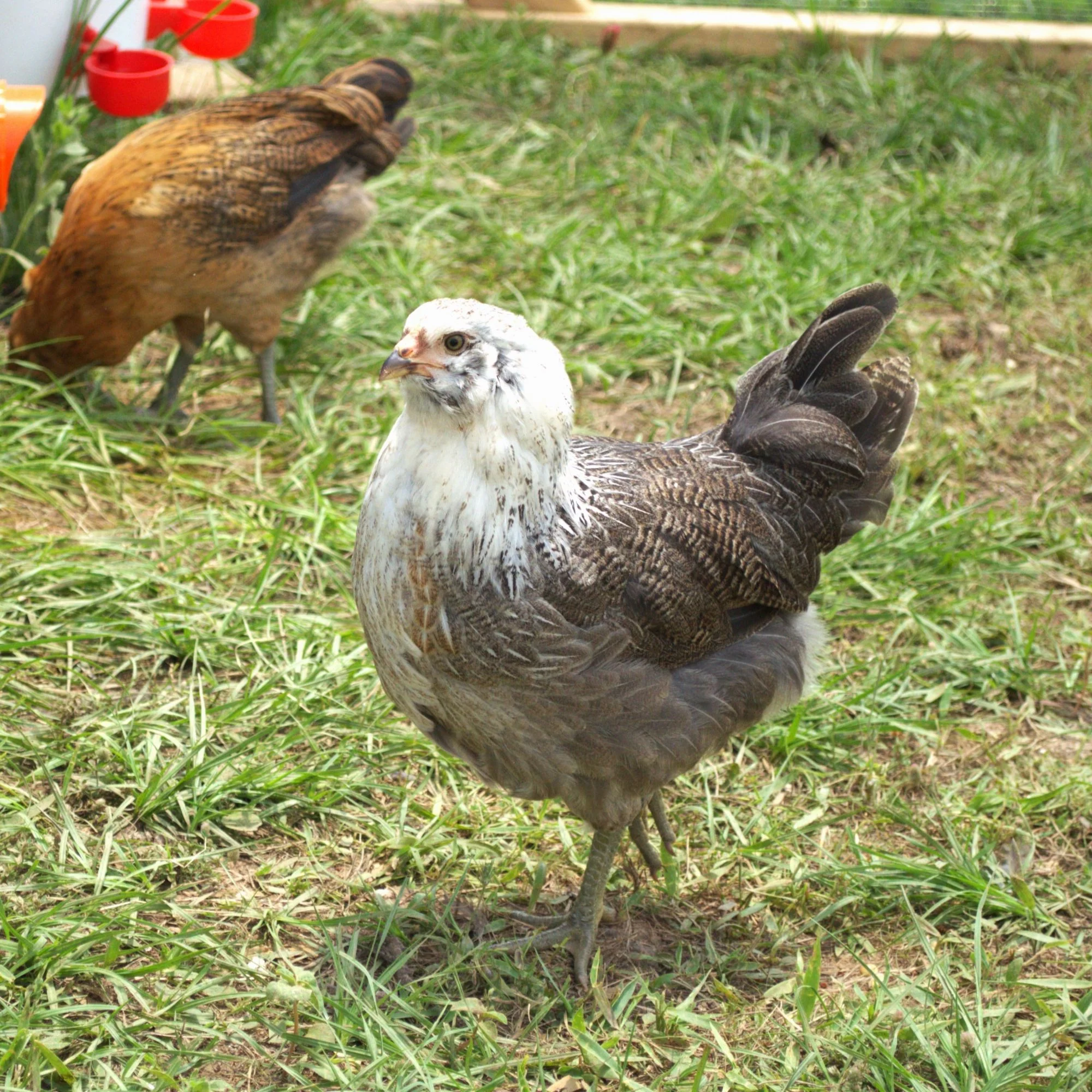 Easter Egger Bantam - Image 2