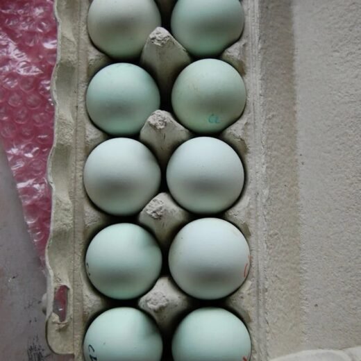 fertile Easter Egger hatching eggs online