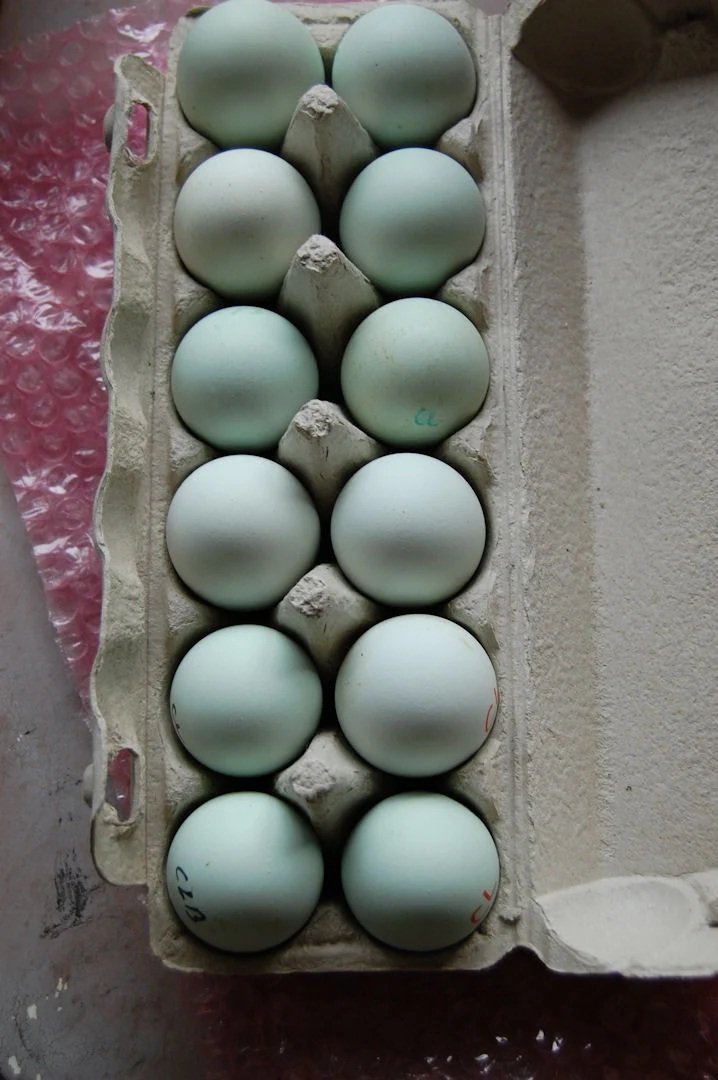 fertile Easter Egger hatching eggs online