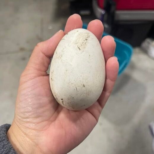 fertile Embden Goose hatching eggs online