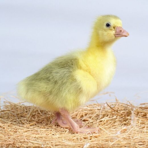Buy sexed live Embden day-old goslings online