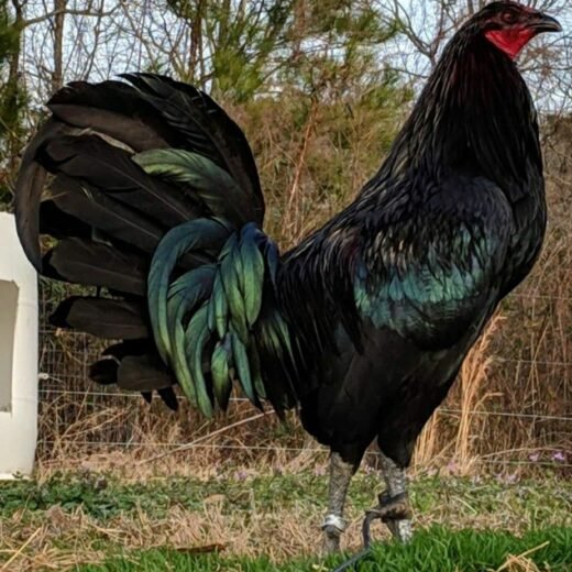 Black Mug Gamefowl Roosters For Sale