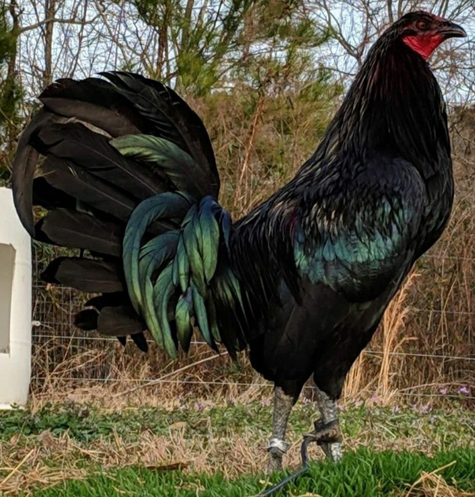 Black Mug Gamefowl Roosters For Sale
