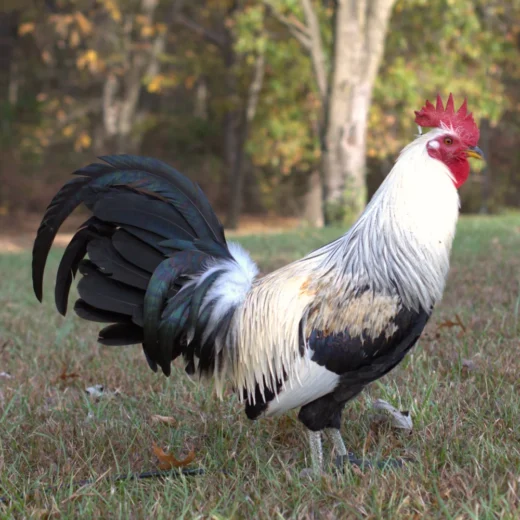 regular grey roosters for sale
