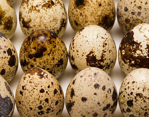Fertile Golden Pheasant Eggs