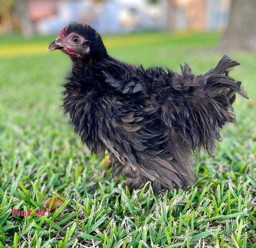 black frizzle cochin chickens for sale - Image 2