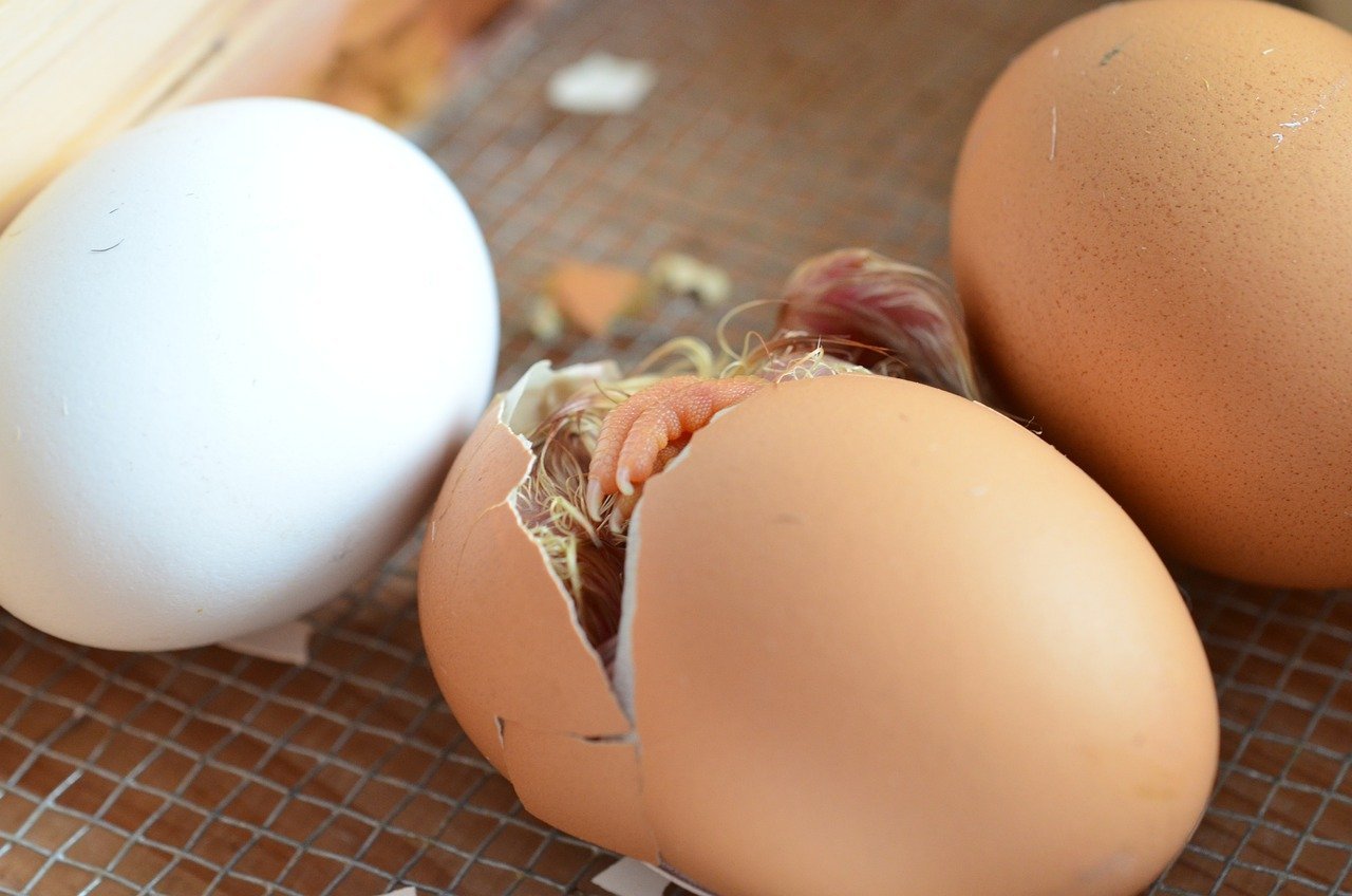 French Cuckoo Marans Hatching Eggs
