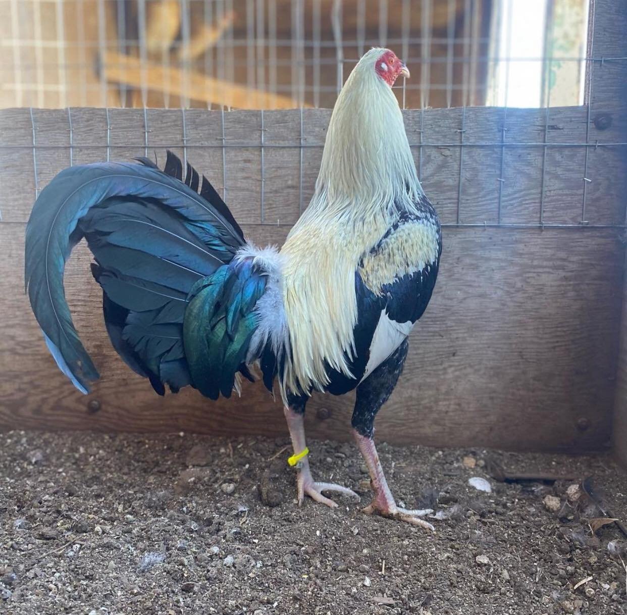 frost grey cock for sale - Image 3