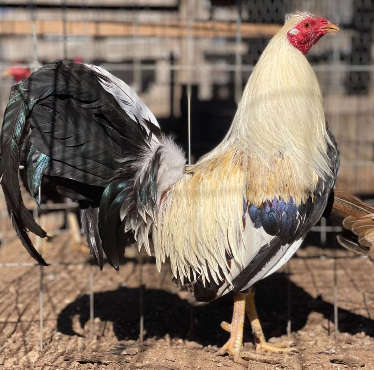 frost grey cock for sale - Image 2