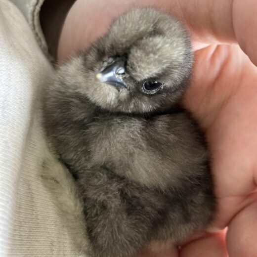 black Silkie Bantam baby chicks for sale