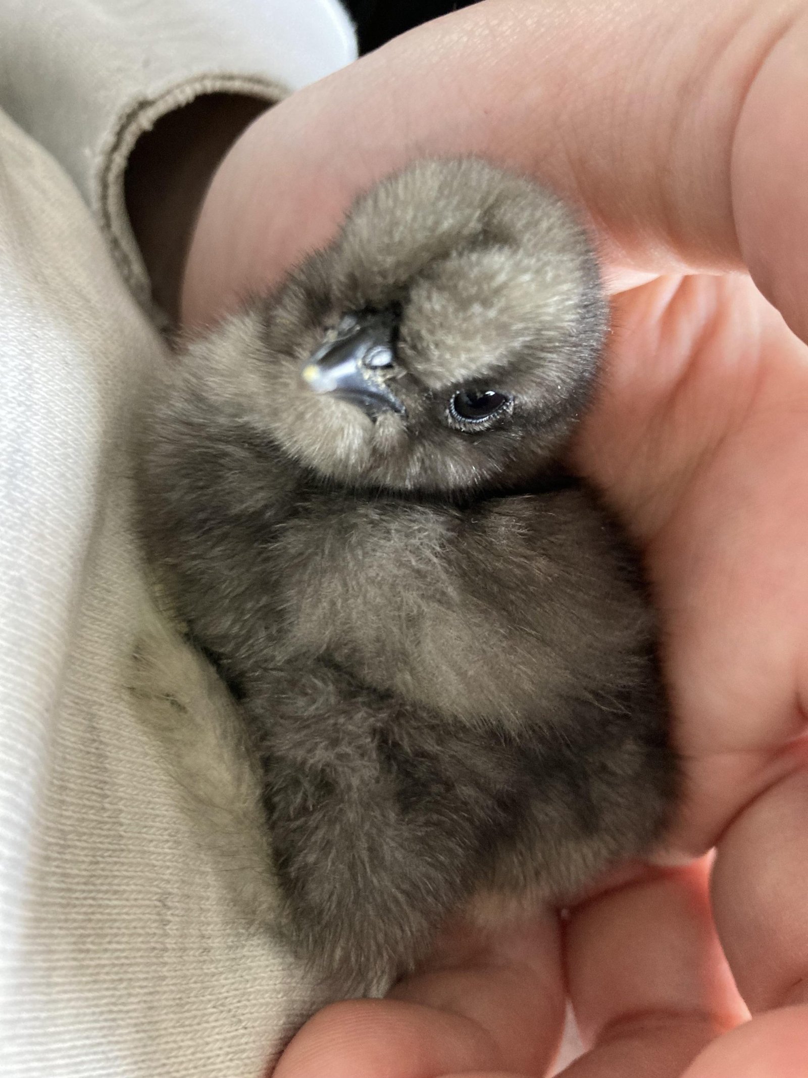 black Silkie Bantam baby chicks for sale