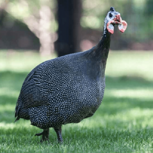 French Pearl Guinea Fowl for Sale