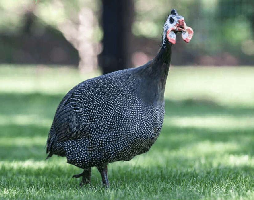 French Pearl Guinea Fowl for Sale
