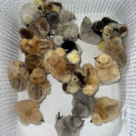 Gilmore Hatch Day-Old Baby Chicks for Sale