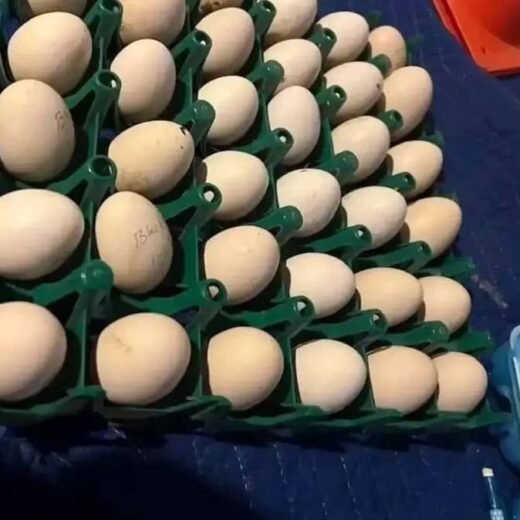 Gilmore Hatch Gamefowl Hatching Eggs