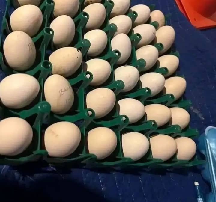 Gilmore Hatch Gamefowl Hatching Eggs