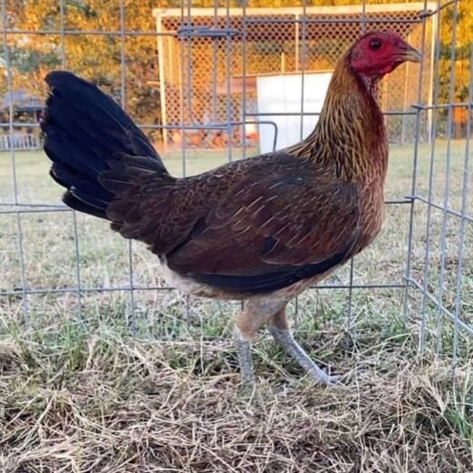 Gilmore Hatch Hens For Sale