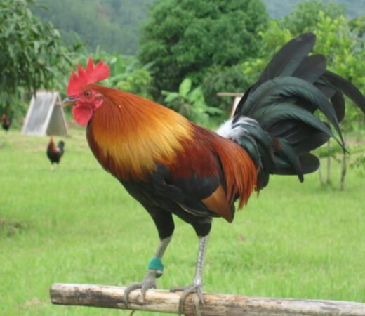 Gleezen Whitehackle Cock for Sale