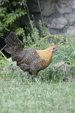 golden campine chickens for sale