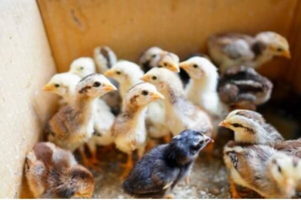 Regular Grey Day-Old Baby Chicks For Sale - Image 3