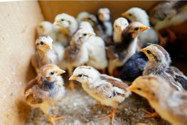 Regular Grey Day-Old Baby Chicks For Sale - Image 4