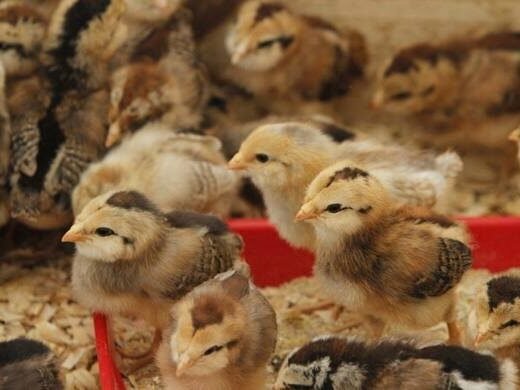 Regular Grey Day-Old Baby Chicks For Sale