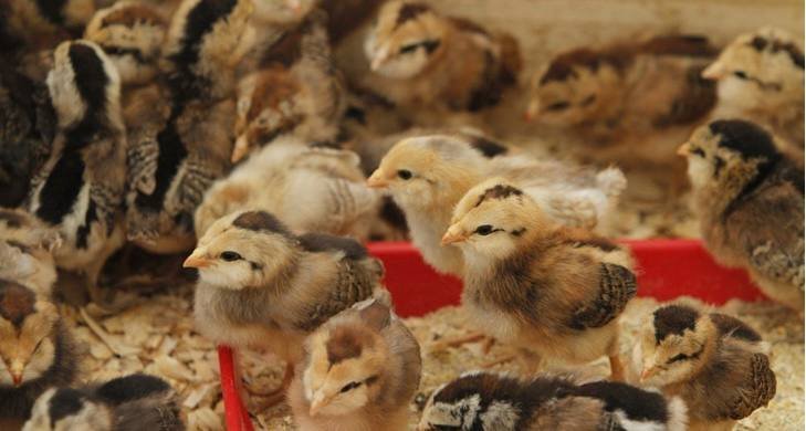 Regular Grey Day-Old Baby Chicks For Sale