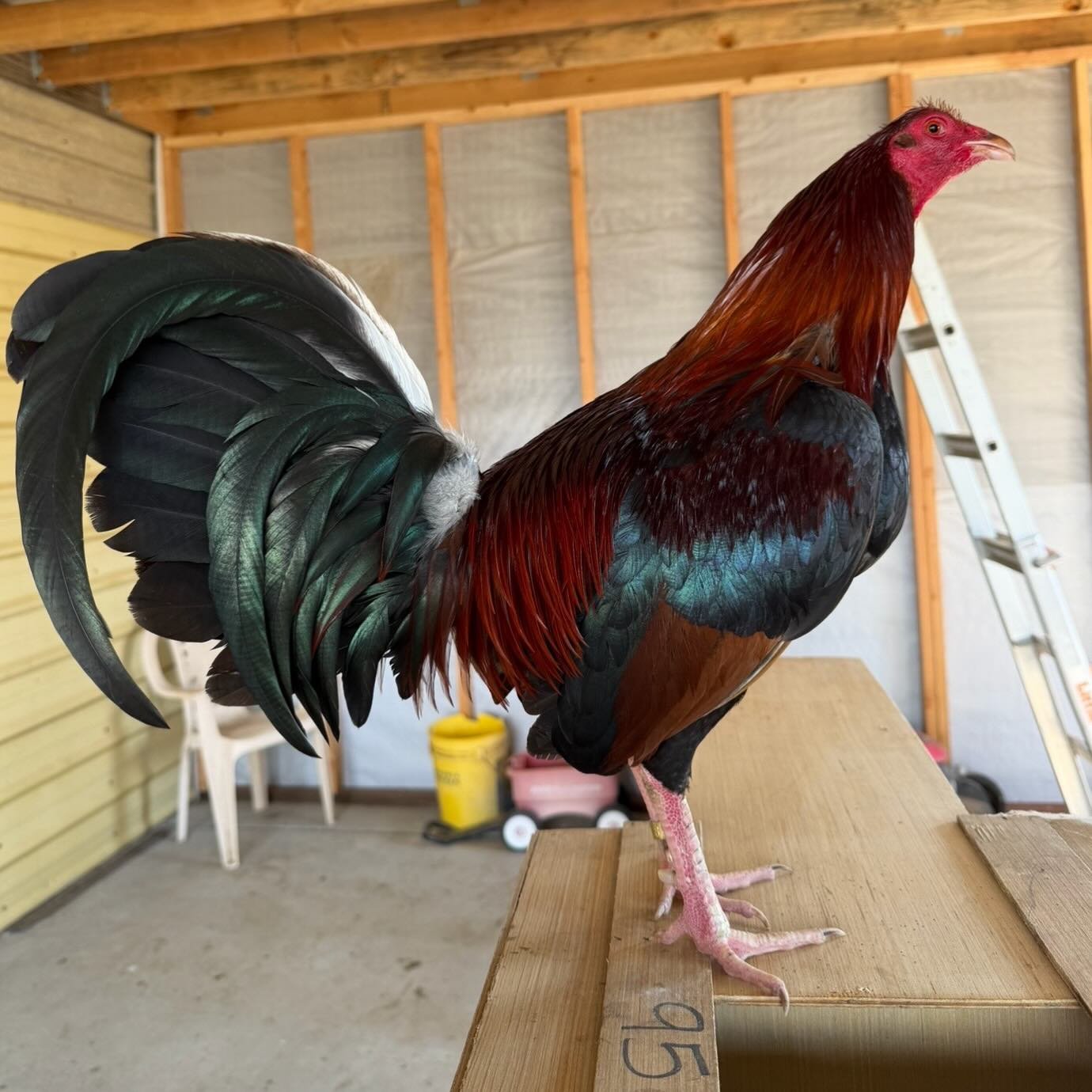 Pure Grey Rock Roundhead cock for sale