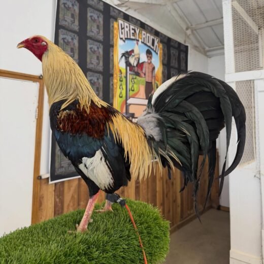 Chocolate Grey Roundhead Kelso Cock for sale