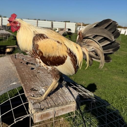 Pure Golden Coco Bull Stag for Sale