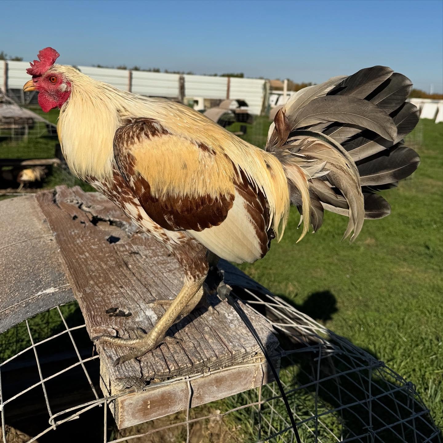 Pure Golden Coco Bull Stag for Sale