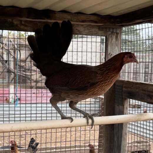 Pure Ruble Hatch Pullet for Sale