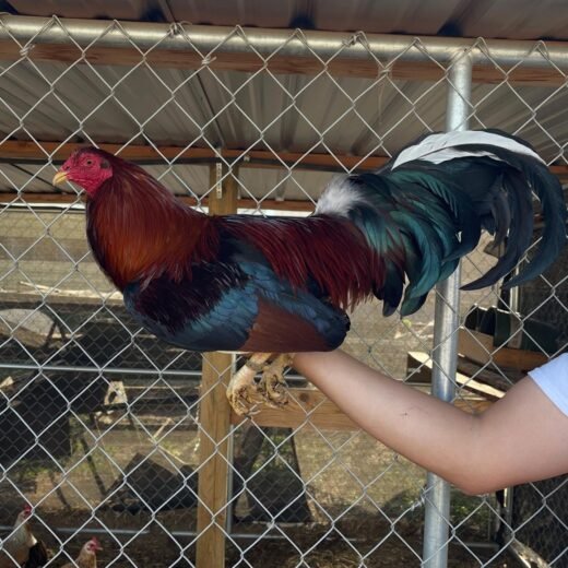 Baddest Brood Cocks for Sale