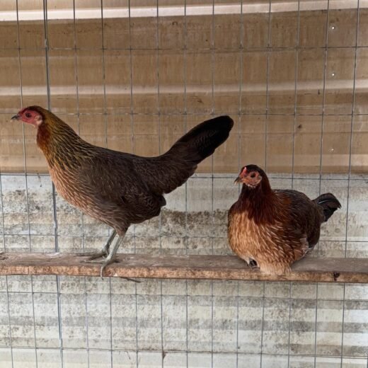 Ruble Hatch Gamefowl Hens For Sale