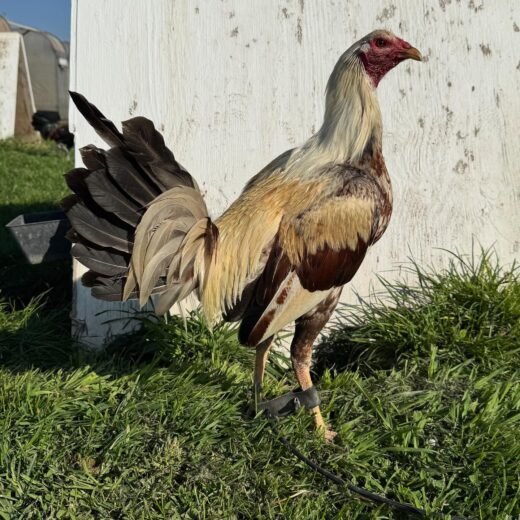 Buy purebred Golden Coco brood cocks online
