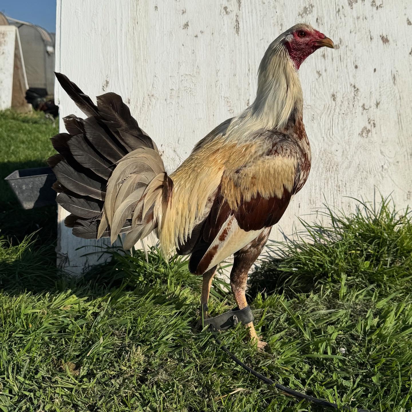 Buy purebred Golden Coco brood cocks online