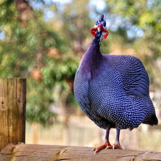 Buy Guinea Fowl Royal Purple For Sale