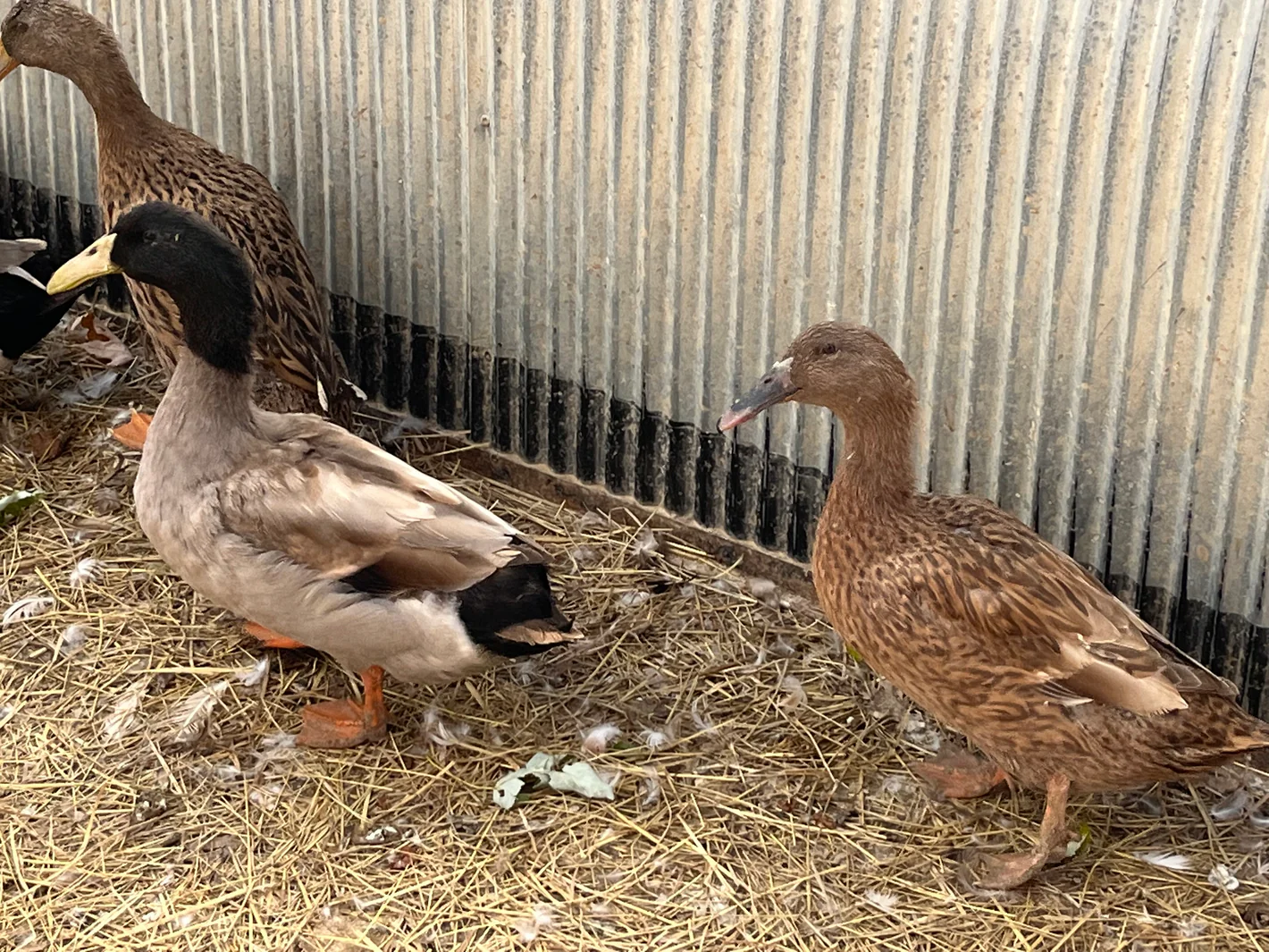 dutch hookbill ducks for sale - Image 3