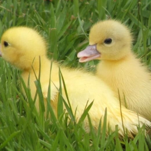 Buy live White Muscovy day-old ducklings online