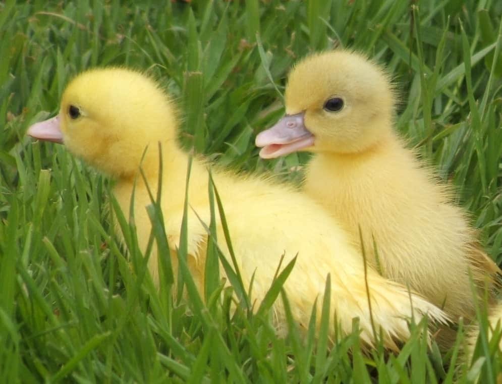 Buy live White Muscovy day-old ducklings online